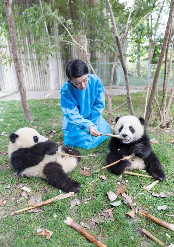周迅与萌萌熊猫幼仔成“同事”[3]